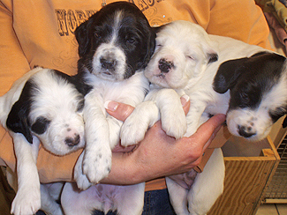 Llewellin Setter Puppies
