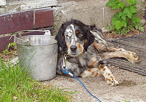 Retired (neutered) Stud Dog looking for a Non-Hunting Home - Free to the right family 