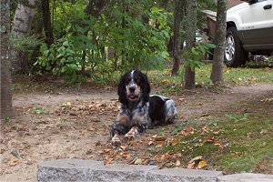 Houdini's Maggie Magfly