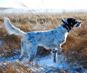 Mac's Royal Princess Breeze