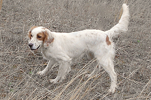 Mac's Teasel Wind'em- 