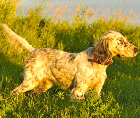 High Cotton Princess Di 