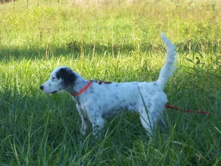 Autry's Rising Phoenix - 